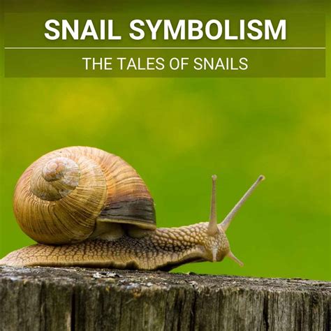 Snail Symbolism & Meaning .